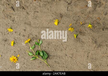 Le piante perenni fiori di girasole giacciono strappato sul fondo sabbioso Foto Stock
