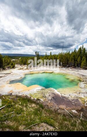 Molla di smeraldo a Norris Geyser Basin nel Parco Nazionale di Yellowstone, Wyoming USA Foto Stock