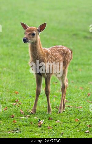 SIKA cervo (Cervus nippon). Fawn o vitello. Foto Stock