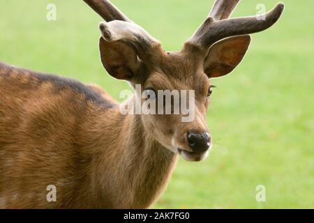 SIKA cervo (Cervus nippon) Buck con re-crescente palchi ancora "in velluto". Agosto. Foto Stock