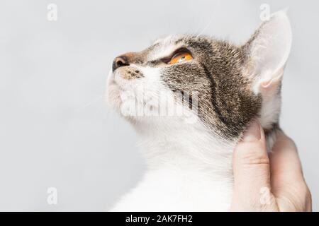 Ritratto di un gatto non nativo, primo piano della testa. Foto Stock