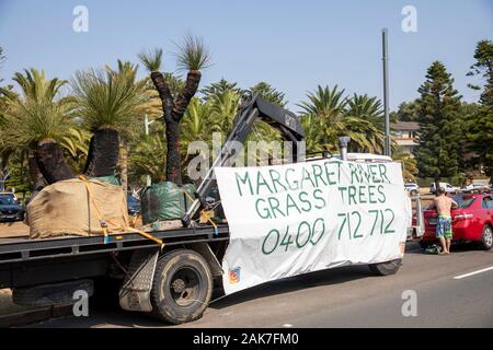 Fiume Margaret erba alberi Xanthorrhoea australis conosciuta come Blackboys per la vendita su un carrello parcheggiato a Sydney, Australia Foto Stock