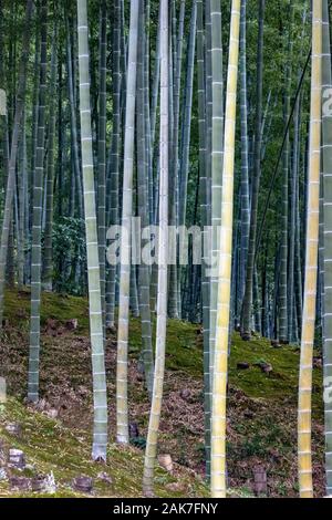 Giardino con bosco di bambù, originariamente creato da Musō Soseki, dell'Tenryū-ji Zen tempio buddista, Kyoto, Giappone Foto Stock