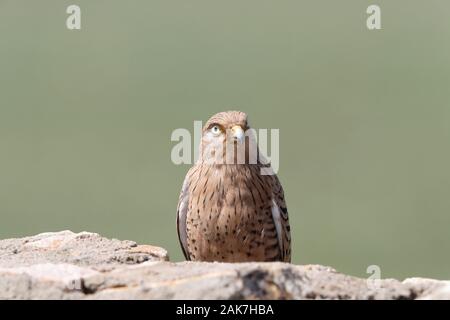 Maggiore gheppio Foto Stock