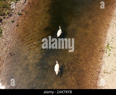 Famiglia Swan sul lago Bundek, Zagabria Foto Stock