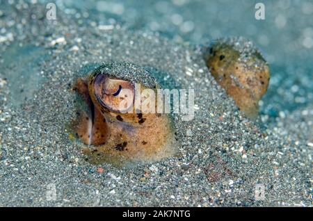 Blu-Spotted Raggi a fiocco, Taeniura lymna, Famiglia Dasyatidae, sepolto nella sabbia, piramidi sito di immersione, Amed, Bali, Indonesia, Oceano Indiano Foto Stock