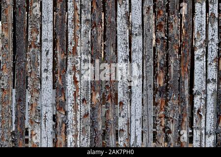Il legname tagliato da un albero formano una parete. Foto Stock