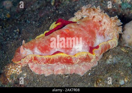 Spanish Dancer, Hexabranchus sanguineus, Hexabranchidae Famiglia, immersione notturna, piramidi sito di immersione, Amed, Bali, Indonesia, Oceano Indiano Foto Stock