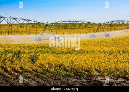 Un ampio angolo di visione di un perno centrale di acqua sistema di irrigazione, le testine spruzzatrici spruzzare acqua collegate con tubazioni aeree in una fattoria campo di giovani raccolti Foto Stock