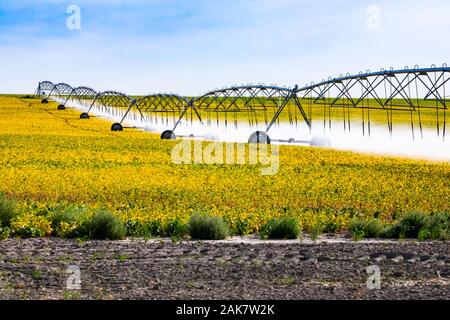 Un campo d'oro di giovani raccolti vegetali è visto in Alberta, Canada, con un lungo perno centrale automatizzato di acqua sistema di irrigazione la spruzzatura di una fine nebbia Foto Stock