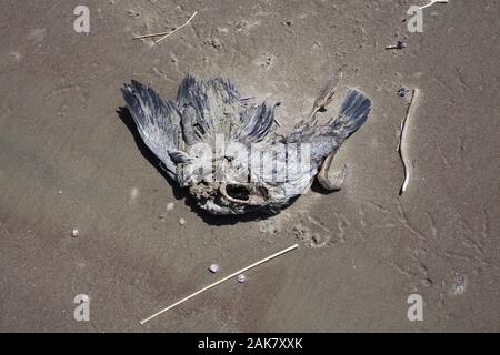 Flotsam su una spiaggia: i resti di animali morti: un uccello morto - è probabile che un grigio Shag. Foto Stock
