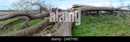 Morte di un albero enorme: Pioppo nero. Foto Stock