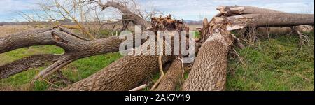 Morte di un albero enorme: Pioppo nero. Foto Stock