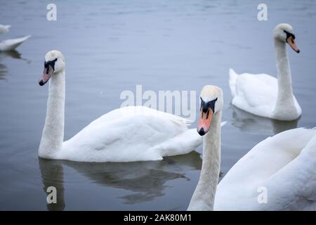 Stormo di cigni, in bianco e nero tipi con il loro tipico collo curvo e arancio becco. Cigni, o cygnus, sono un tipico uccello bianco da fiumi europei. Foto Stock