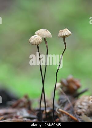 Marasmius wettsteinii, un paracadute fungo dalla Finlandia Foto Stock