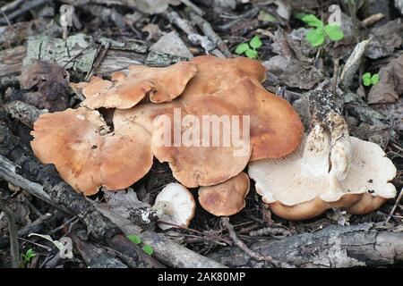 Rhodocybe gemina, noto come tan rosa gill, funghi selvatici dalla Finlandia Foto Stock