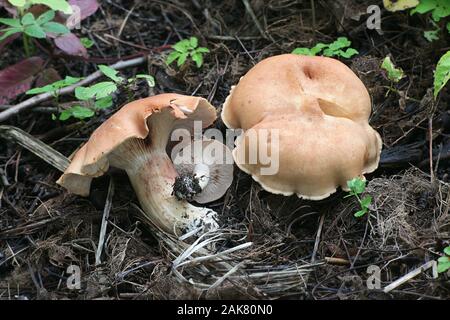 Rhodocybe gemina, noto come tan rosa gill, funghi selvatici dalla Finlandia Foto Stock