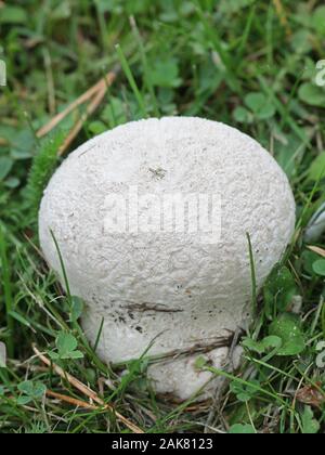 Lycoperdon utriforme, chiamato anche Calvatia caelata e Hankea utriformis, comunemente noto come puffball mosaico, fungo selvatico dalla Finlandia Foto Stock