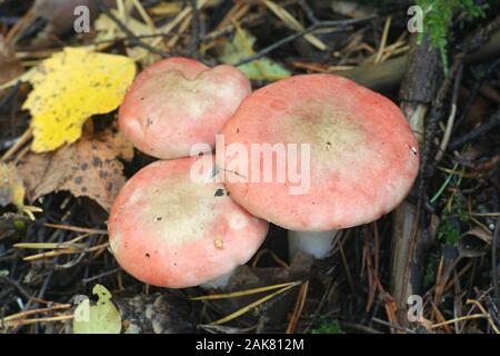 Russula depallens, noto come brittlegill sbiancato, funghi dalla Finlandia Foto Stock