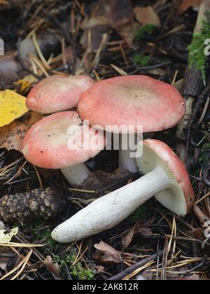 Russula depallens, noto come brittlegill sbiancato, funghi selvatici dalla Finlandia Foto Stock