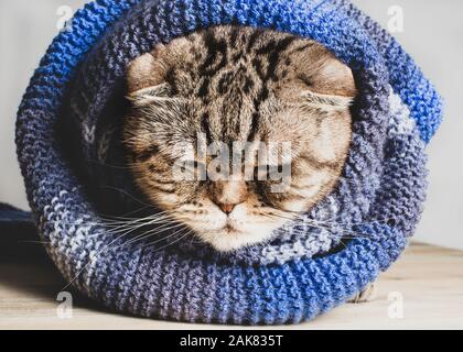 Molto turbato Scottish Fold gatto stessa avvolti in un morbido, lavorata a maglia Sciarpa blu e riscaldato. Foto Stock