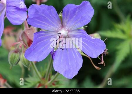 Geranium wallichianum 'Buxton la varietà " è un basso piante erbacee perenni con steli di tallonamento cuscinetto 5-lobate foglie e luce viola-blu fiori. Foto Stock