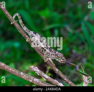 Montagna ambra camaleonte, Calumma ambra, alimentazione femmina sul grasshopper, Ambra Mountain National Park, Madagascar Foto Stock