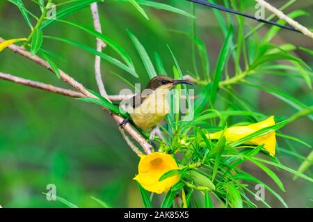 Loten's Sunbird, Long-fatturati Sunbird o marrone-breasted Sunbird Cinnyris lotenius, femmina, i Ghati Occidentali, Sahyadri Mountain Range, un patrimonio mondiale Foto Stock