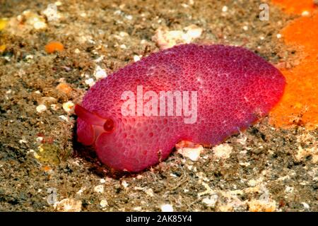 Lato di Peron Gilled Sea Slug, Pleurobranchus peronii. Tulamben, Bali, Indonesia. Bali Sea, Oceano Indiano Foto Stock