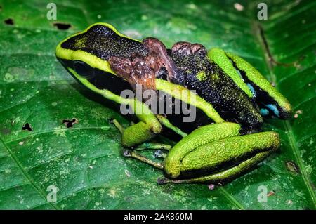 A tre strisce poison dart frog, Ameerega trivittata, maschio adulto, custodendo e portante di girini sulla sua schiena, Tambopata National Reserve, di Madre de Dios Foto Stock