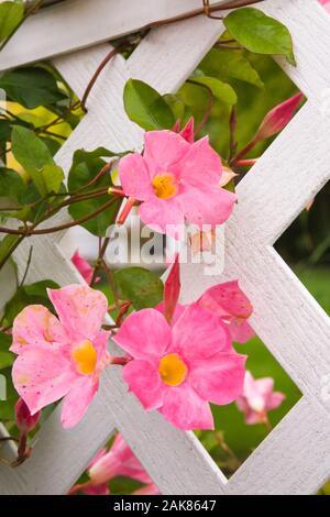 Primo piano di fiori rosa e giallo Mandevilla sanderi che crescono attraverso una bianca recinzione in legno trellis in giardino cortile in autunno. Foto Stock