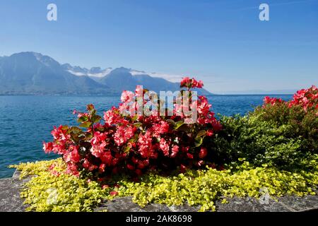 Il lago di Ginevra, Montreux, Canton Vaud, Svizzera. Foto Stock