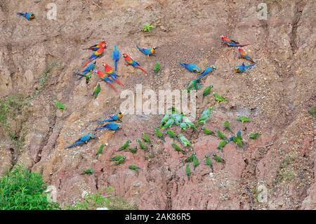 Scarlet Macaw, Ara macao, blu-giallo macaw, Ara ararauna, rosso-panciuto macaw, Orthopsittaca manilatus, southern farinoso amazon, Amazona farinosa, bl Foto Stock
