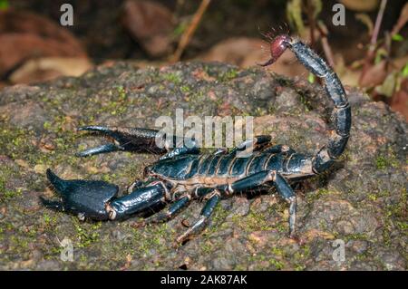 Foresta gigante scorpion, Heterometrus sp., i Ghati Occidentali, aka Sahyadri, Goa, India Foto Stock