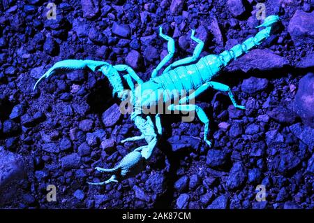 Foresta gigante scorpion, Heterometrus sp., che mostra la fluorescenza sotto luce UV, i Ghati Occidentali, aka Sahyadri, Goa, India Foto Stock