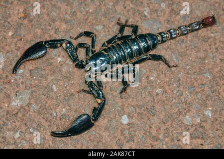 Foresta gigante scorpion, Heterometrus sp., i Ghati Occidentali, aka Sahyadri, Goa, India Foto Stock