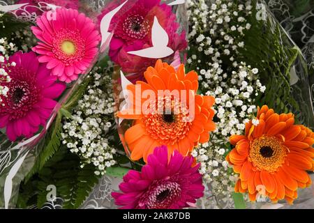 Close-up di taglio fresco viola, l'arancione e il pink gerbera bouquet di fiori per la vendita in primavera. Foto Stock