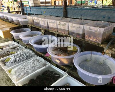 Rayong Thailand-February 26 :pesce fresco a Ban Phe mercato locale il 26 febbraio 2019 nel mercato locale, Rayong Thailandia Foto Stock