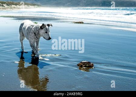 Cane e granchio. Blue Heeler Mix curiosamente guarda al granchio di mare sulla spiaggia Foto Stock