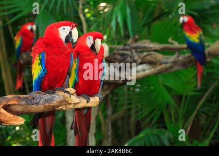 Scarlet Macaw pappagalli in Riviera Maya Jungle, Messico Foto Stock