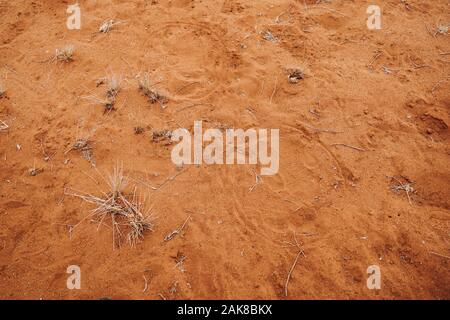 Rinoceronte bianco impronta in rosso di sabbia di Savannah Foto Stock