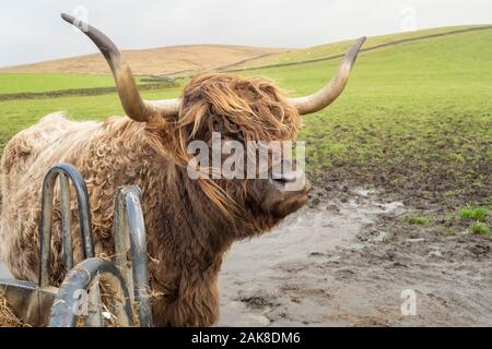 Highland bovini, chiamato anche con i capelli lunghi Highland bovini a pelo lungo bestiame scozzese, North Highland bovini bovini scozzesi, Scottish Highland cattl Foto Stock