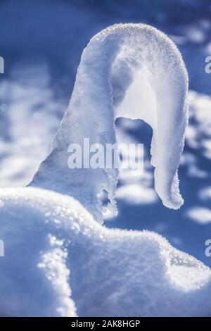 Espressivo neve insolita figura su un ramo di albero formata mediante il vento e il sole nella foresta dopo una tempesta di neve; stagione invernale concept Foto Stock