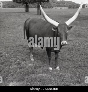 Degli anni Cinquanta, storico, un ankole-watsui con grandi corna in un campo in un parco faunistico, Inghilterra, Regno Unito. Caratterizzato dalla sua molto grandi corna, l'animale è un moderno american razza di bovini domestici e deriva dal gruppo Ankole di Sanga razze bovine dell Africa Centrale. Foto Stock