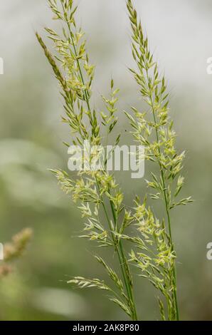 False oat-erba, Arrhenatherum elatius in fiore nel prato umido. Foto Stock