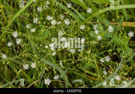 Lesser Stitchwort, Stellaria graminea, in fiore su strada orlo. Foto Stock