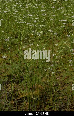 Fine-lasciava in acqua-dropwort, Oenanthe aquatica in fiore nel laghetto. Foto Stock