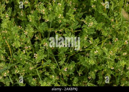 Bird's-piede, Ornithopus perpusillus, Foto Stock