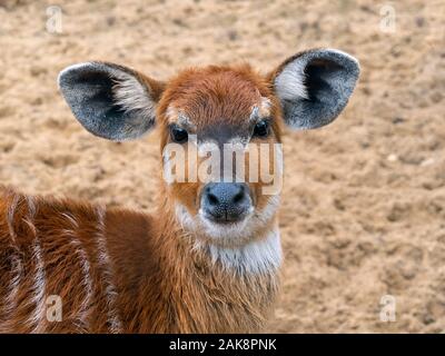 Sitatunga femmina o marshbuck Tragelaphus spekii Foto Stock