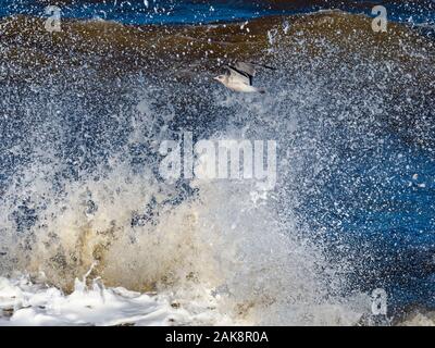 Gabbiani di aringa Larus argentatus che si nuce in un mare accidentato sulla costa norfolk Foto Stock